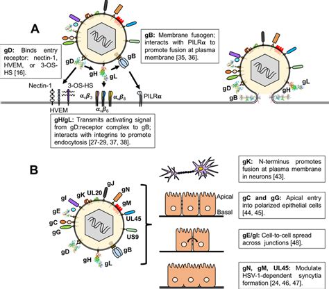 florian hermes hsv|hsv1 virus transcription.